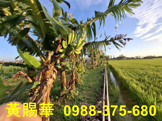 桃園新屋農地-7
