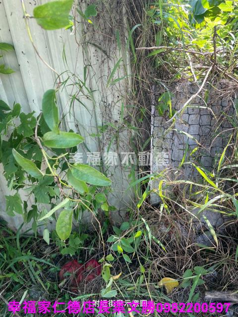 麻豆農地-14