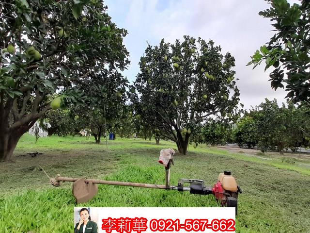 麻豆農地-9