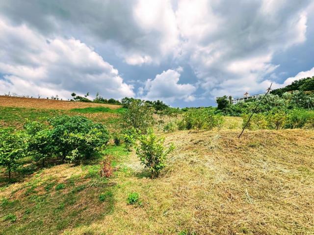 楊梅農地_山坡地-2