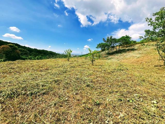 楊梅農地_山坡地-7