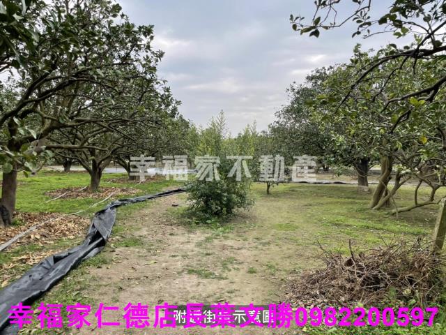 麻豆農地-11