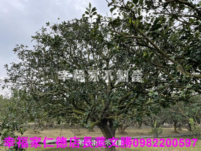 麻豆農地-5