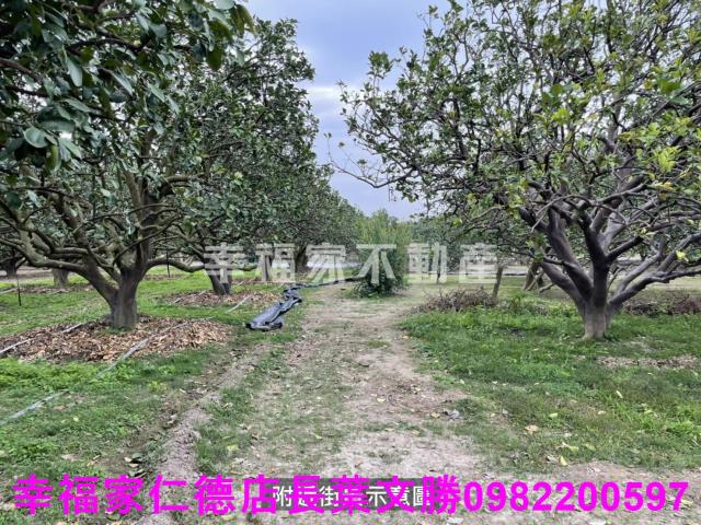 麻豆農地-7