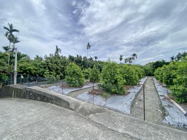 竹山紫南宮黃金果園4分4