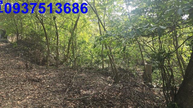 礁溪農地_山坡地-4
