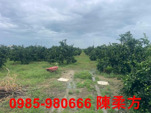 大林農地-11