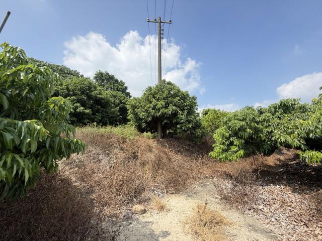 大樹農地-3