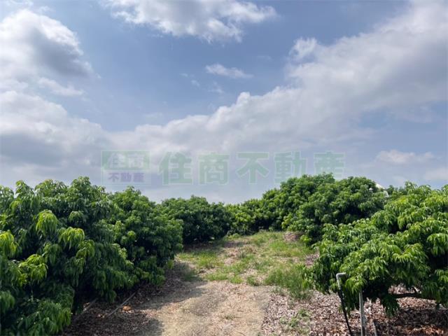 大樹農地-1