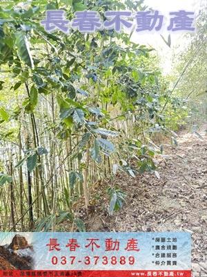 苗栗大湖林地-4