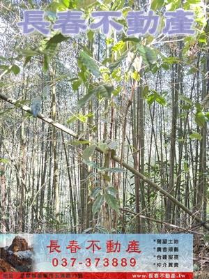 苗栗大湖林地-5