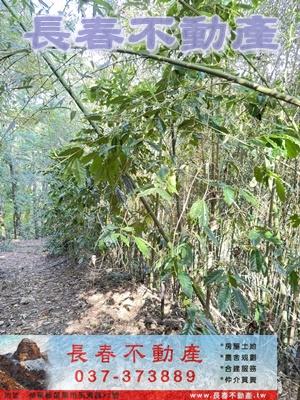 苗栗大湖林地-6