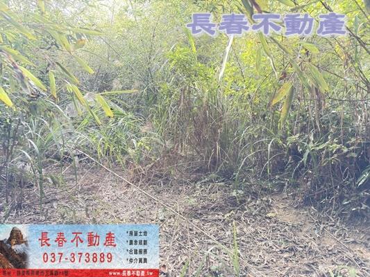 苗栗大湖林地-1
