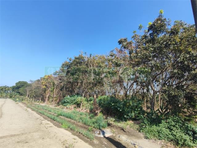 里港農地-6
